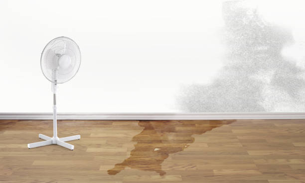 Best Water damage restoration near me  in Wellman, IA
